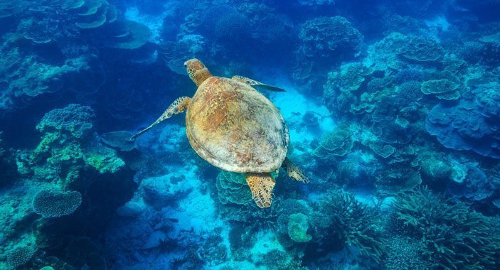 Bundaberg Turtles