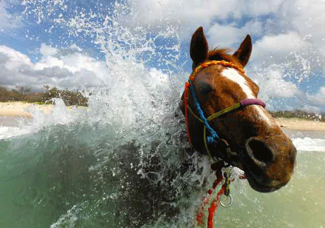 Rainbow Beach Horse Rides06