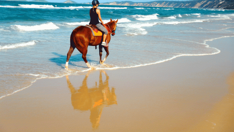 Rainbow Beach Horse Rides08