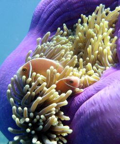 Pink Anemone Fish (2)